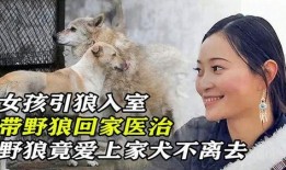 引狼入室 在线观看,揭秘网络陷阱的惊悚故事